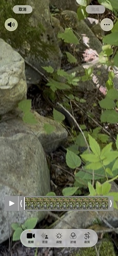Steppe Ratsnake