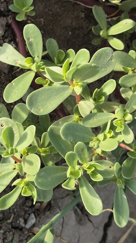 Common Purslane