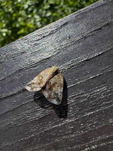 Black planthopper