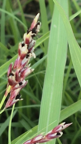 Johnson grass