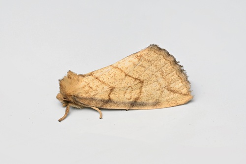 Spica parallelangula