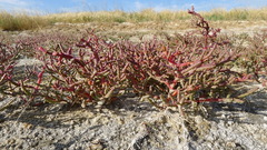 Salicornia rubra