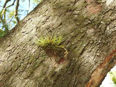 Tillandsia aeranthos