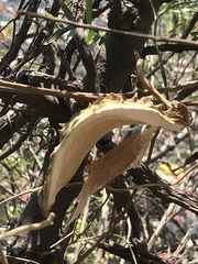 Gonolobus uniflorus