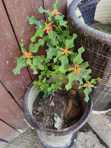 wild poinsettia