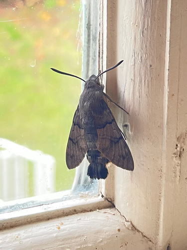Eurasian Hummingbird Hawkmoth