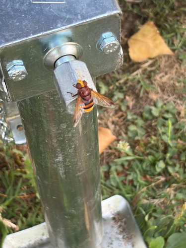 Hornet Mimic Hover Fly