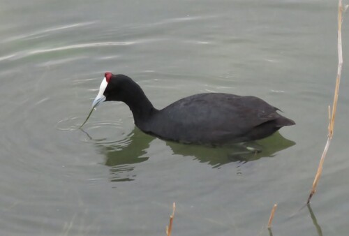 iNaturalist image