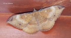 Hemeroblemma opigena