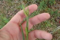 Carex flaccosperma