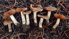 Cortinarius eldoradoensis