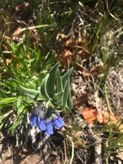 Mertensia oblongifolia