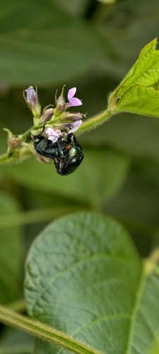 Popillia mutans