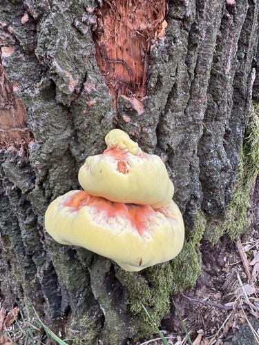 chicken of the woods