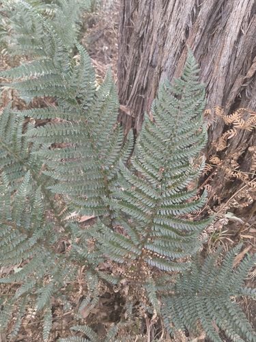 Polystichum proliferum, photograph 4