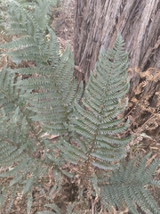 Polystichum proliferum, photograph author not stated, no rights reserved