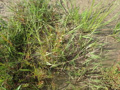 Diplachne fusca