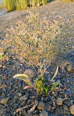 Limonium carolinianum