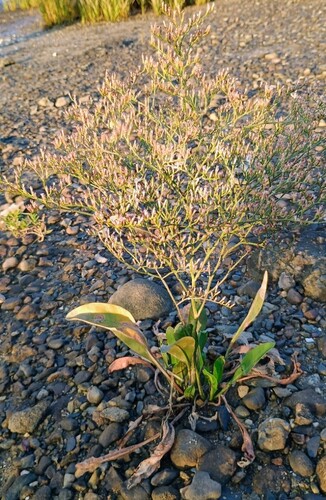Limonium carolinianum, photograph 2