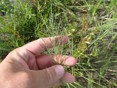 Diplachne fusca