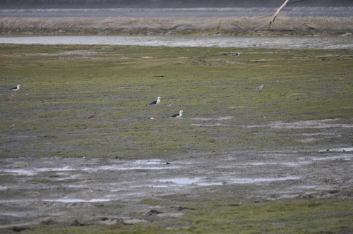 Black-winged Stilt