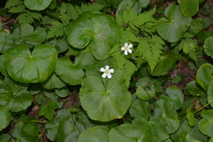 Caltha biflora