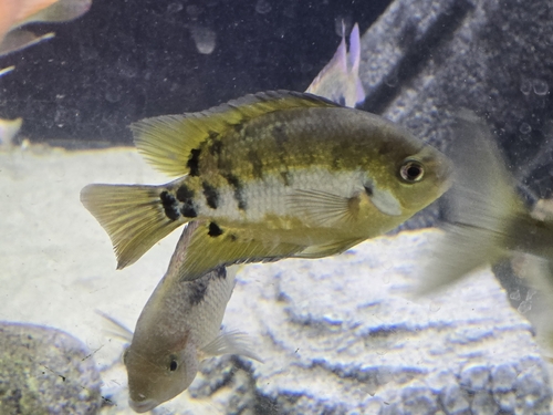 Yellowbelly cichlid (Amatitlania nanolutea) — Cichlidae