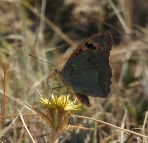 Cardinal Butterfly