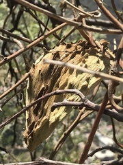 Gonolobus uniflorus