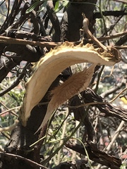 Gonolobus uniflorus