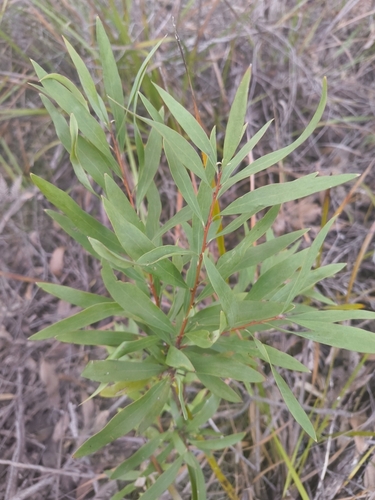 Hakea salicifolia, photograph 3