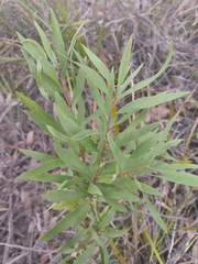 Hakea salicifolia, photograph author not stated, no rights reserved