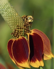 Svastra obliqua