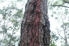 Corymbia gummifera