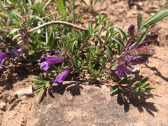 Penstemon crandallii