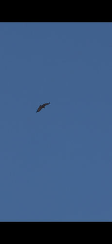 Cinereous Vulture