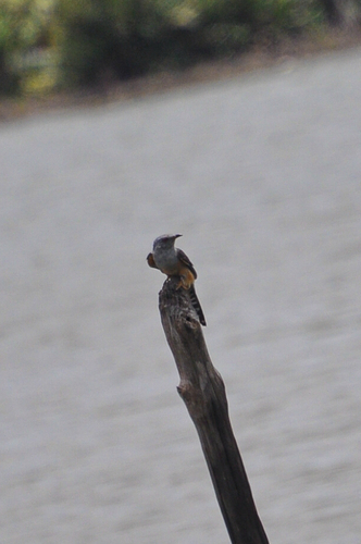 Plaintive Cuckoo