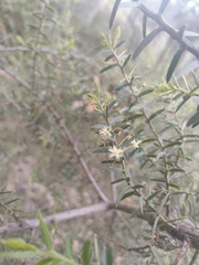 Acacia genistifolia, photograph author not stated, no rights reserved