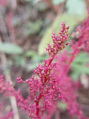 Teloxys aristata, photograph 2
