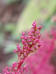 (c) Святослав Власенко, some rights reserved (CC BY) Teloxys aristata, photograph (c) Святослав Власенко, some rights reserved (CC BY)