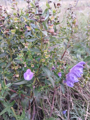 Scutellaria baicalensis, photograph 1
