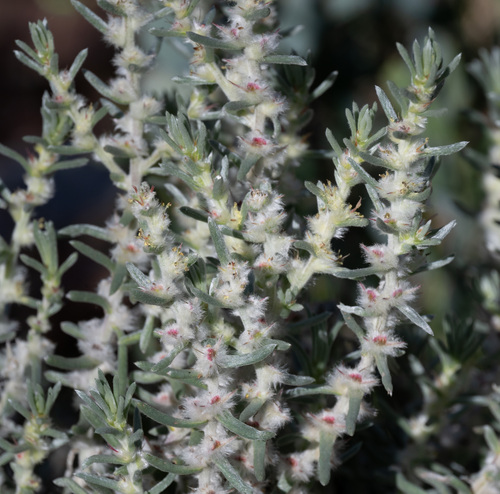 Sclerolaena lanicuspis, 2026-08-31
