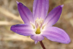 Brodiaea santarosae
