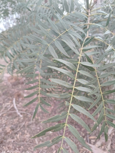 Acacia elata, photograph 1