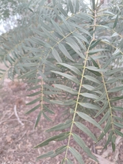 Acacia elata, photograph author not stated, no rights reserved