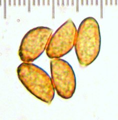 Cortinarius eldoradoensis