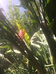 Heliconia caribaea