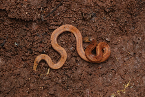 Boie's Rough-sided Snake