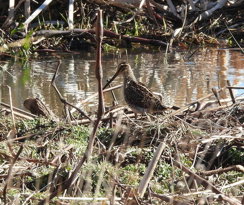 iNaturalist image