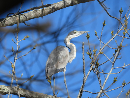 iNaturalist image